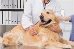 liver damage in dog