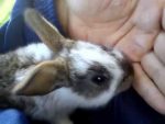 rabbit biting owner