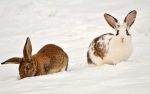 rabbit-in-winter