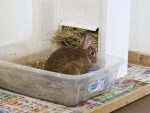 rabbit-litter-training