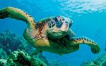 sea turtle