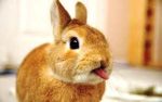 shocked rabbit