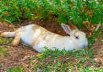 summer-rabbit