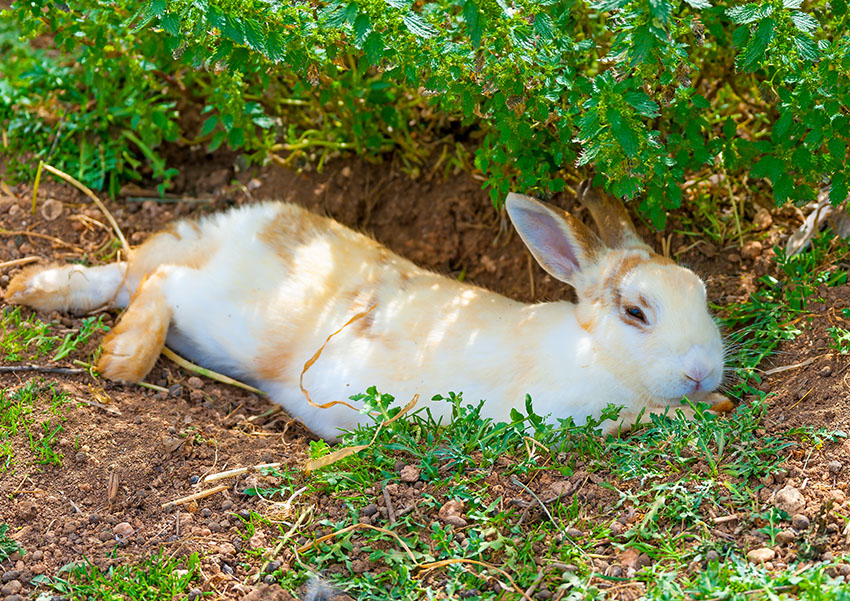 10 Guide on How To Keep Rabbits Cool During Summer Time Animal Lova