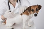 vaccine-on-dog