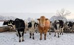 winter cattle