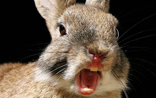 10-aggressive-behavior-of-rabbit-you-should-know-animal-lova