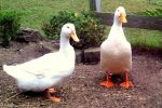 breeding-duck
