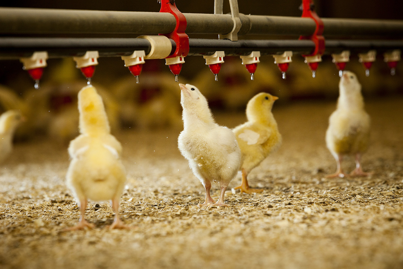 Broiler Chicken Chicks at Charles York blog