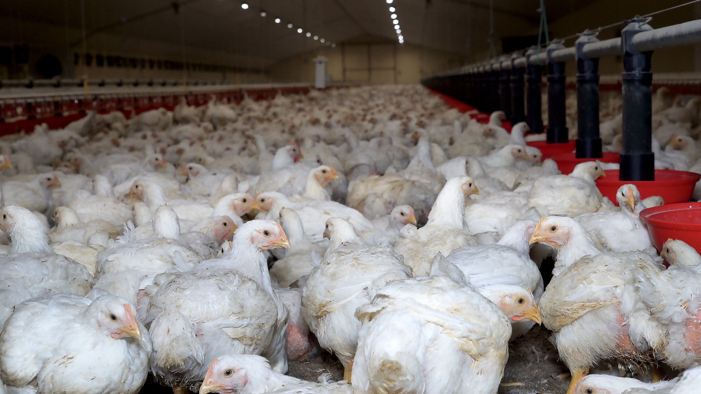 9-reasons-why-you-have-poor-and-stunted-growth-in-broiler-chickens