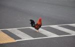 chicken-crossing-road