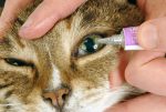 eye-drops-to-cat