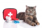 first-aid-for-cat