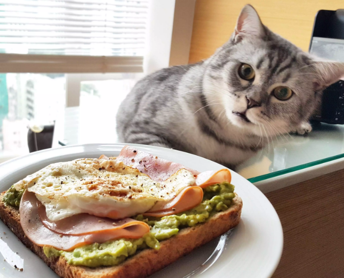 3 Irresistible Yummy Recipe of Homemade Cat Food Animal Lova