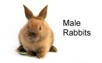 male-rabbits