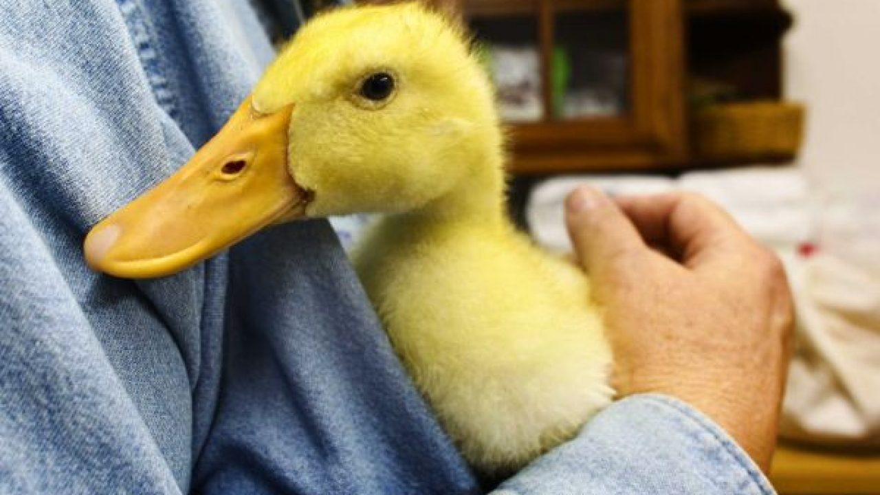 pet duck