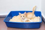 cat-lying-in-litter-box
