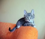cat-on-furniture