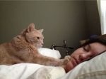 cat-waking-up-owner