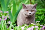 keep-stray-cat-out-of-garden