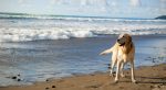 taking-dog-to-beach