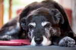 aging-on-dog