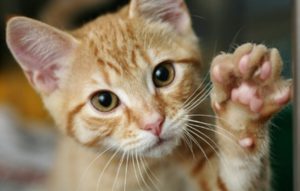 cats-paw-disorders