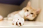 claw-disorders-in-cat