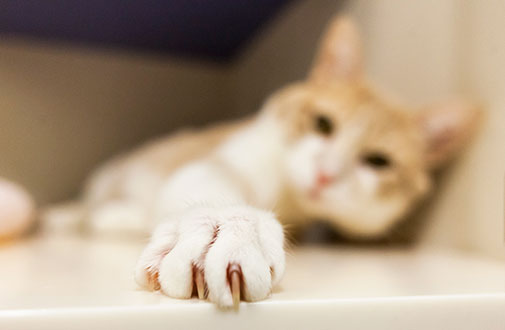4 Warning Signs of Claw Disorder in Cat - Animal Lova