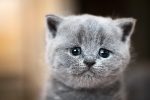 crying-cat