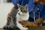 heart-and-blood-vessels-disorders-in-cat