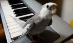 singing-cockatiel