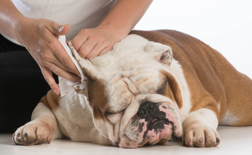 how-to-treat-ear-infection-in-dogs-home-remedies-for-ear-infection