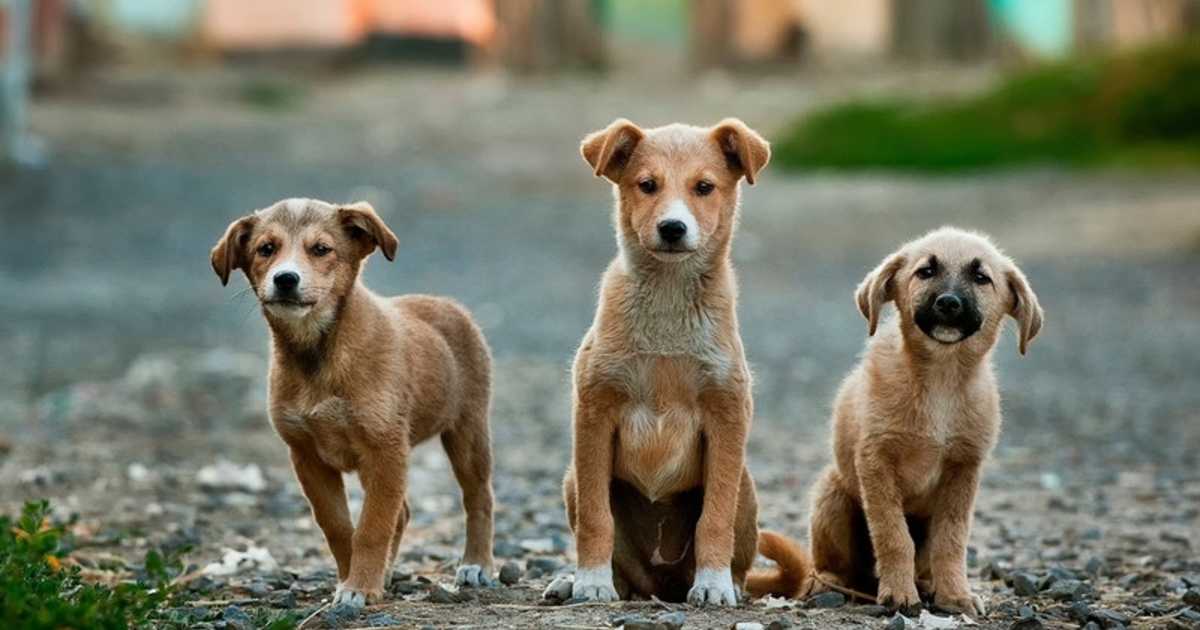 adopt-a-stray-dog