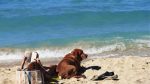 beach-dog