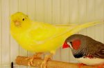 canary-and-finch