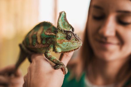 5 Pros of Keeping A Chameleon As Pet - Animal Lova