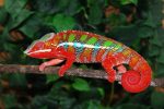 chameleon-changing-color