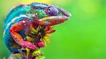 chameleon-changing-color