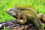 disadvantages-of-iguana-as-pet