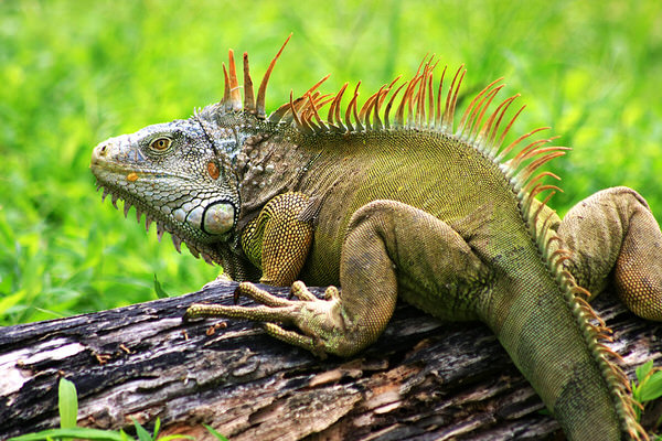 wild republic iguana