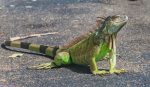 facts-of-iguana