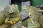 female-and-male-iguana