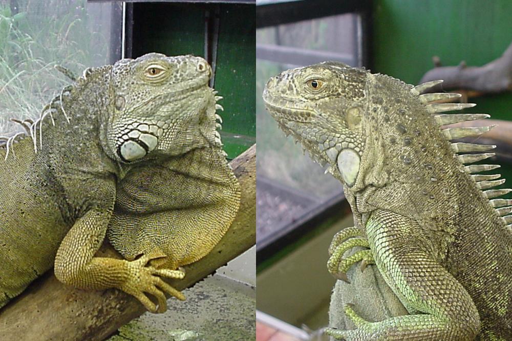 female-and-male-iguana