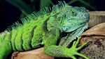 green-iguana