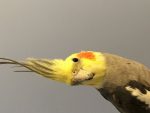 happy-cockatiel