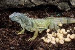 iguana-and-eggs