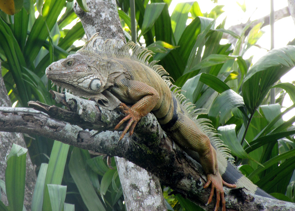 iguana-habitats