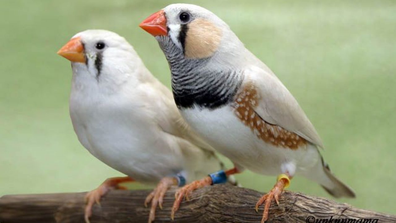 Finches male vs female