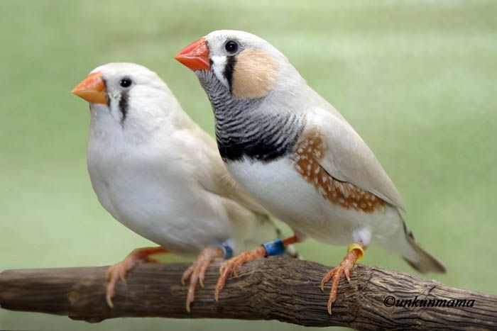 male-and-femal-finches